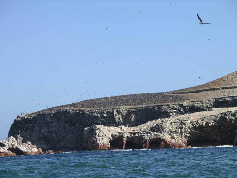 casi no hay pajaros....